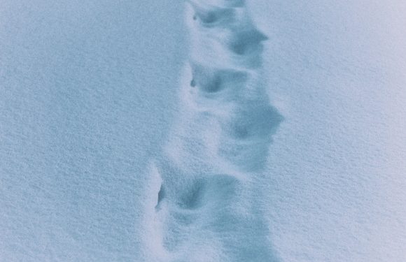 A narrow trail of footprints in the snow, leading away into a blank, snowy landscape with a pale sky background.