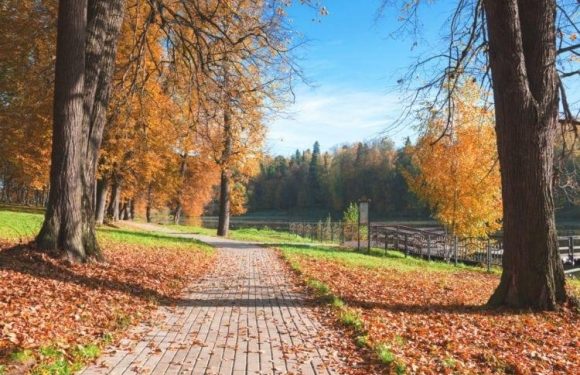 A brick pathway winds through a park with tall trees shedding orange and yellow autumn leaves, next to a river with a dock and fence under a blue sky.