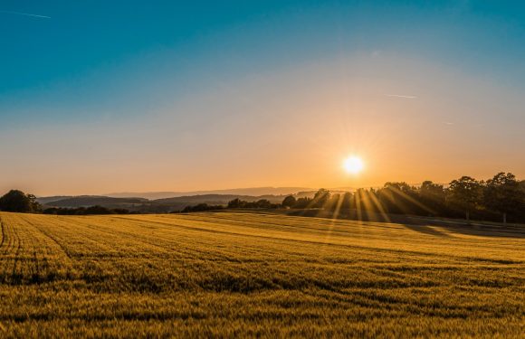 A golden wheat field under a clear blue sky with the sun low on the horizon, casting long rays of light across the landscape and distant rolling hills.