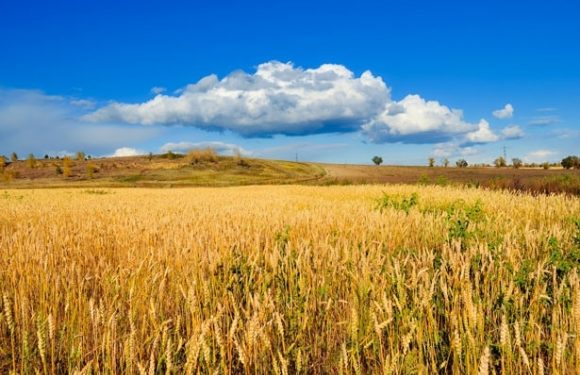 A vast golden wheat field under a bright blue sky with scattered fluffy white clouds, and a distant hill with a few trees and sparse vegetation.