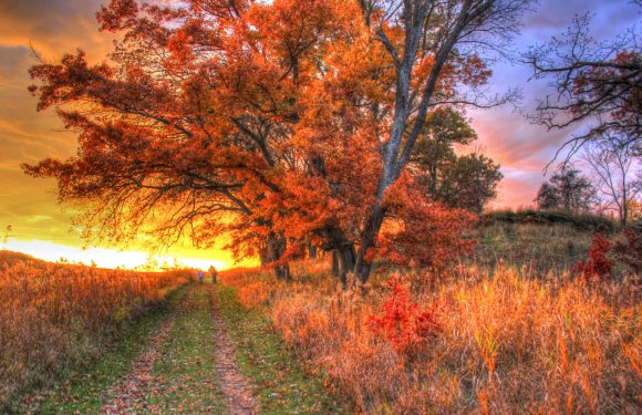 A scenic dirt path through a grassy landscape lined with orange and red autumn trees at sunset, with a person and a dog walking in the distance.