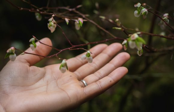 A hand with a silver ring extends towards small white flowers blooming on thin, winding branches in a natural outdoor setting.