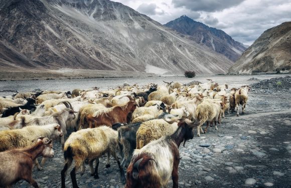 A herd of goats crosses a rocky riverbed with mountains in the background under cloudy skies.