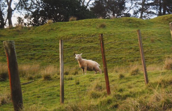 A sheep standing behind a barbed wire fence on a grassy hillside with trees in the background.