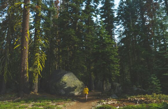 A person in a yellow jacket walks down a forest trail surrounded by tall trees and moss-covered rocks.