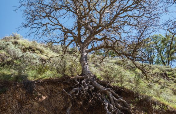 A leafless tree with exposed roots growing on a hill next to a dirt slope under a clear blue sky.