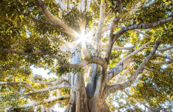 A large, thick-trunked tree with sprawling roots and dense green foliage, sunlight peeking through the leaves from behind the branches.