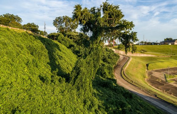 A hillside covered in lush green foliage, with a large, leafy tree leaning over a winding road, under a blue sky with scattered clouds.
