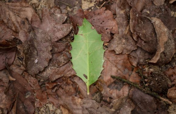 A single bright green holly leaf with spiky edges lies on a bed of dry, brown fallen leaves on the forest floor.