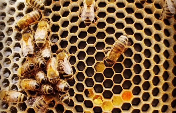 Bees cluster on a honeycomb frame with visible cells, some filled with honey, in an apiary setting.