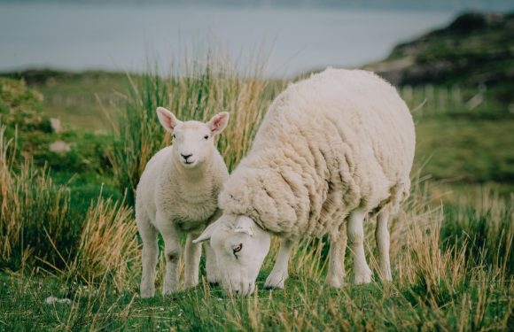 A lamb and a sheep standing on grassy terrain near a body of water with a grassy hill in the background.