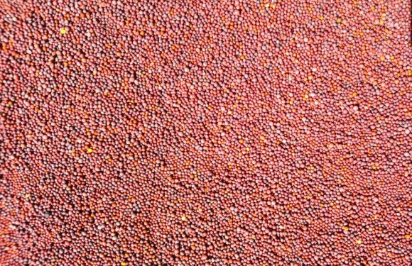 A close-up of a large pile of tiny, round, pinkish-red seeds with some yellow seeds scattered among them.