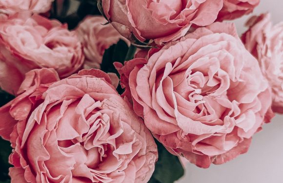 A bouquet of pink roses with lush, ruffled petals and green leaves, arranged in a white vase against a light background.