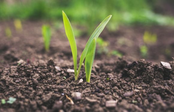 Close-up of young green plant sprouting from dark, moist soil outdoors with blurred greenery in the background.