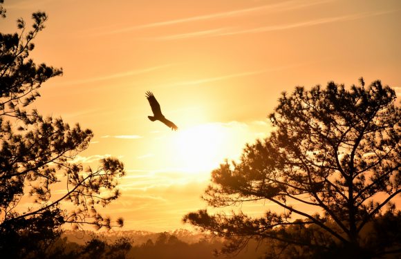 A bird flying with wings spread wide against an orange sunset sky, with silhouetted trees in the foreground.