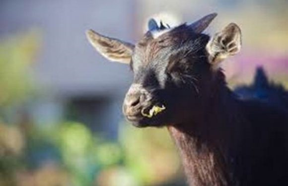 A close-up of a black goat with curved horns and a scruffy beard, standing outdoors with blurred greenery and structures in the background.
