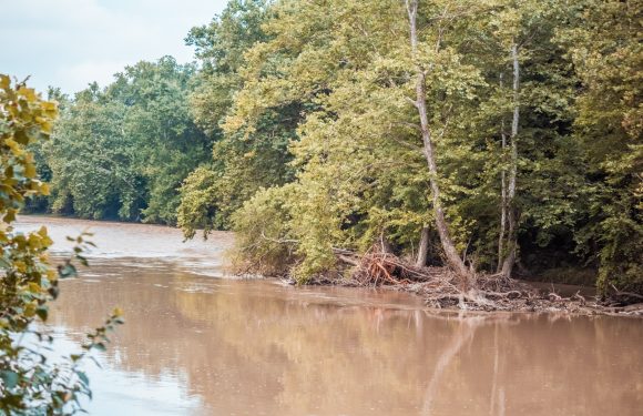 A river with muddy water flows past a dense treeline of green and yellow foliage, with fallen trees partially submerged along the bank.