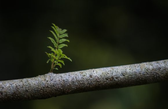 A small green fern-like plant sprouting from a gray, textured tree branch against a dark background. A person in a Pizza Ranch uniform is partially visible in the top right corner.