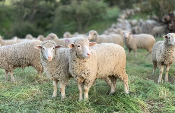 A flock of sheep grazing on green grass in a clearing, with some facing the camera and others turned away, surrounded by trees and rocks.