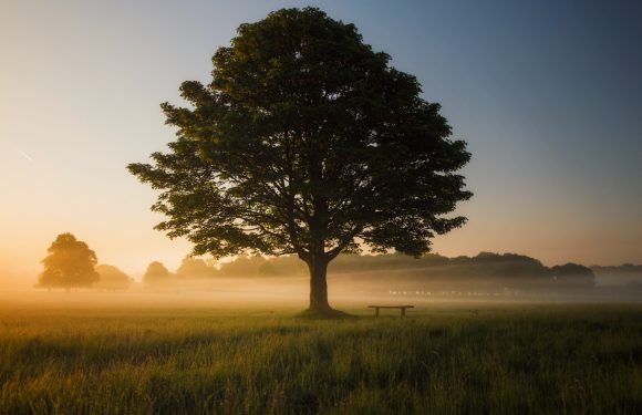 A lone tree stands in a grassy field with a bench nearby, fog rising from the ground during sunrise or sunset, with a peaceful, rural landscape.