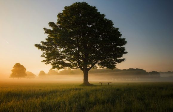 A large tree stands in a grassy field at sunrise, with a misty background and a wooden bench nearby. The sky is clear, transitioning from blue to warm yellow.