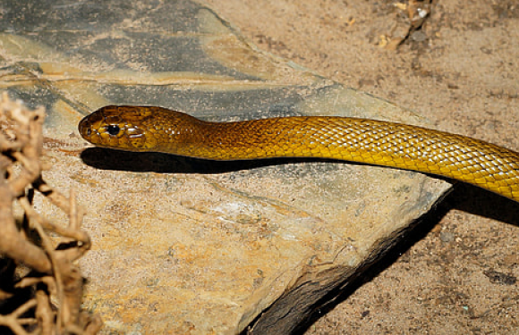 A yellowish-brown snake with a slender body slithering across rocks and dirt in a natural outdoor setting.
