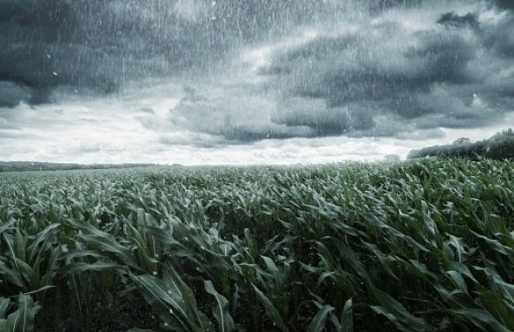 A vast green cornfield under a dark, stormy sky with rain falling heavily, creating a dramatic and wild atmosphere.