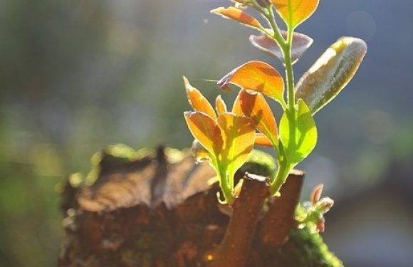 A small new plant with orange and green leaves sprouting from a broken branch, illuminated by sunlight with a bright, blurry background.