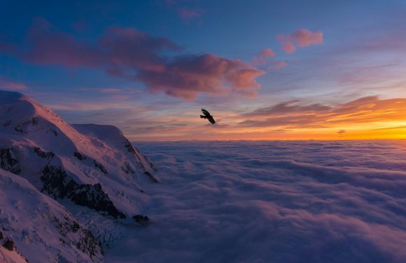 A bird flying above snow-covered mountain peaks with a colorful sunset or sunrise sky, featuring orange, pink, and purple clouds over a sea of clouds.
