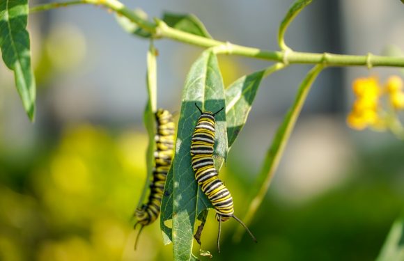 Two caterpillars with black, yellow, and white stripes are on a green leaf, with one caterpillar appearing to be feeding on the leaf.