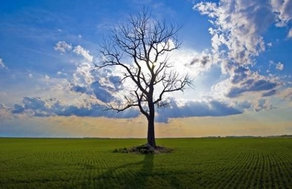A lone, leafless tree stands in a green field under a partly cloudy sky with the sun behind it, creating a bright halo effect around the tree.
