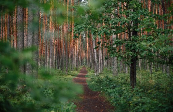 A narrow dirt path runs through a dense forest with tall, straight pine trees and lush green foliage on both sides.
