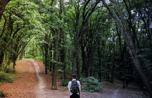 A person wearing a backpack and cap standing at a fork in a lush green forest trail, with one path leading uphill on the left and the other downhill on the right.