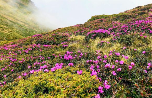 Pink flowers blooming on green bushes covering rolling hillside with misty clouds in the background.