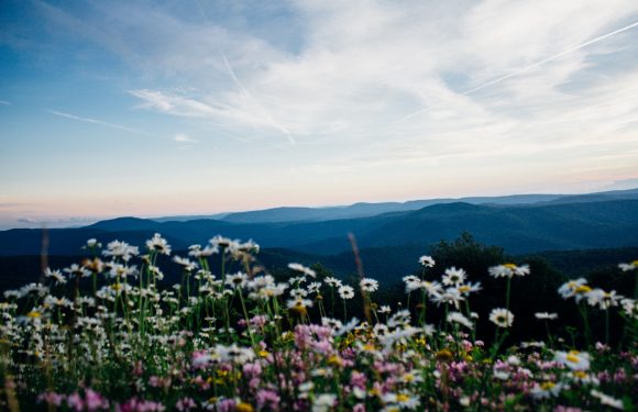 A scenic view of a mountain range with a foreground of wildflowers, under a partly cloudy sky during the daytime.
