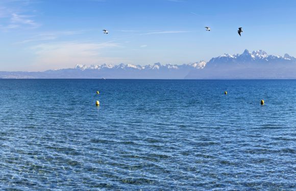 Seagulls flying above a calm blue lake with snow-capped mountains in the background under a clear sky.