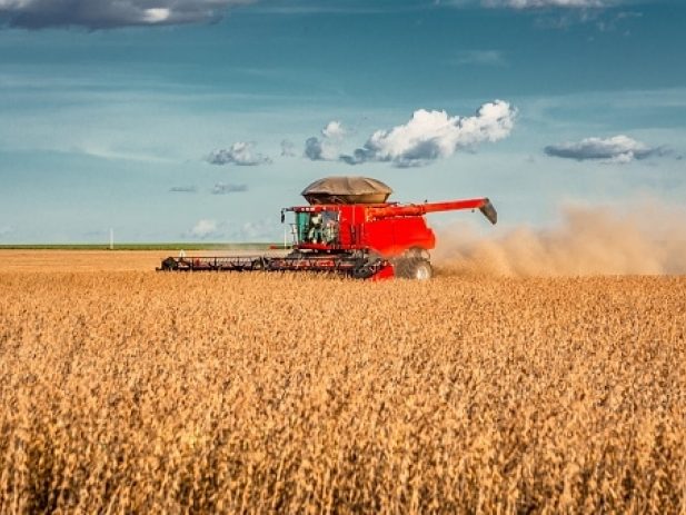 Combine harvesting a bean field