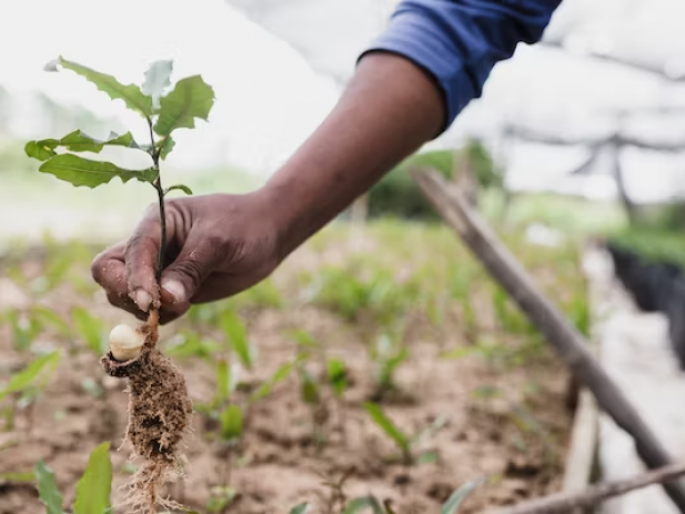 Picture of person holding a tree seedling