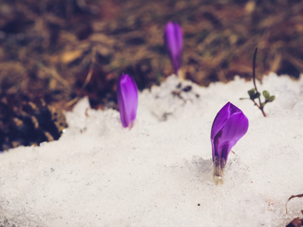 Purple flowers emerging through the snow
