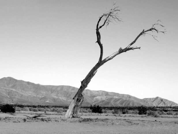 Raised from the Dead