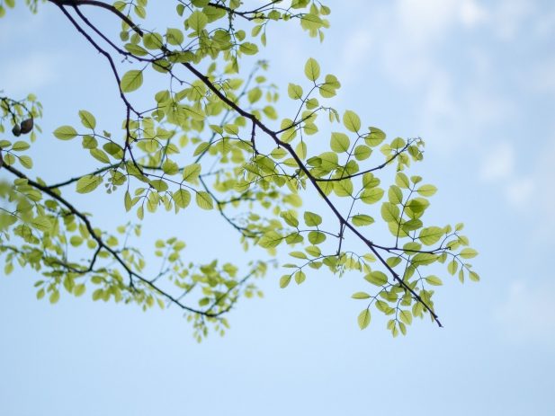 Tree Branch with small green leaves