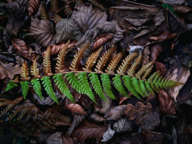 Two Sides Photo by Mario Dobelmann via Unsplash com