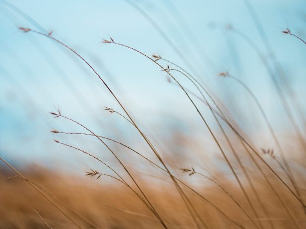 close up image of wheat bending in the wind
