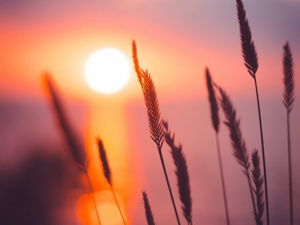 Ann savchenko y O Qntx Cp0r0 unsplash