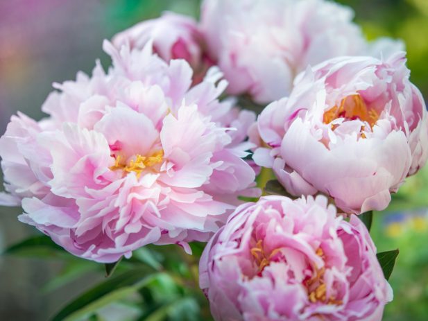 Light pink peonies