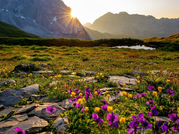 Purple Flowers near a mountain with bright sun peaking out