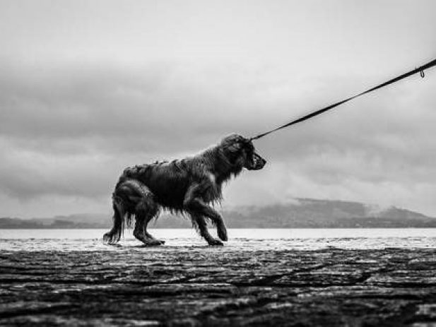 Black and white photo of a cowering dog on a leash