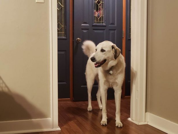 dog standing by a door looking left