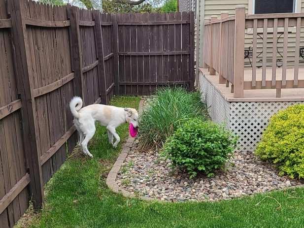 dog holding a frisbee hiding behind a bush