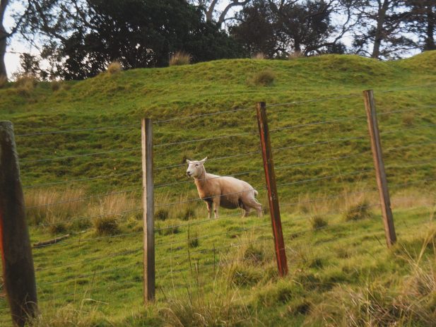 One Sheep on a Grassy Hill side